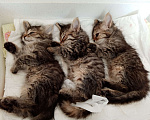 Кошки в Ялте: Особенные пушистые котятки Девочка, 3 руб. - фото 5