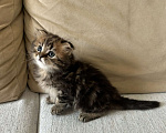Кошки в Щелково: Шотландский вислоухий котёнок Мальчик, 20 000 руб. - фото 1