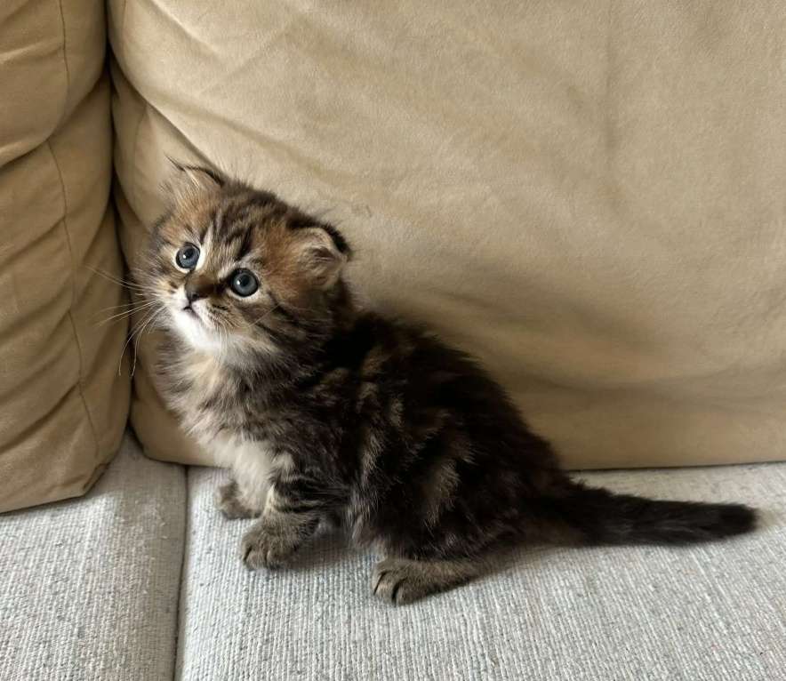 Кошки в Щелково: Шотландский вислоухий котёнок Мальчик, 20 000 руб. - фото 1