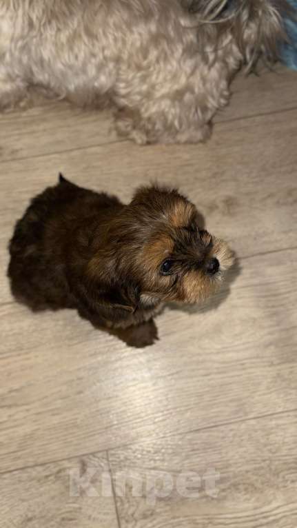 Собаки в других городах Воронежской области: Щенки мальтипу Мальчик, Бесплатно - фото 8