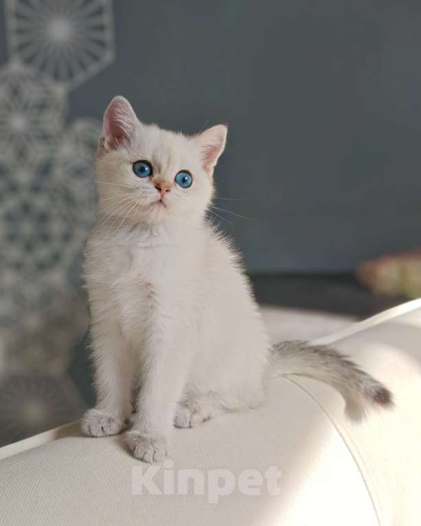 Кошки в Москве: Шотландская кошечка с голубыми глазами Девочка, 75 000 руб. - фото 2