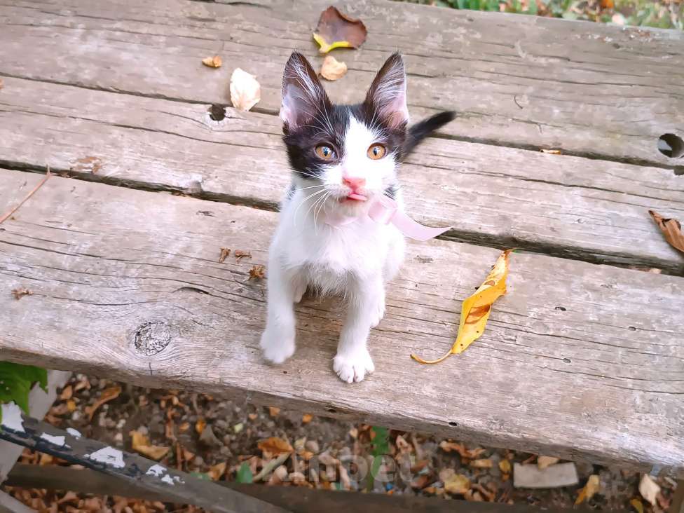 Кошки в Минеральном Воде: Котёнок метис сфинкса Девочка, Бесплатно - фото 4