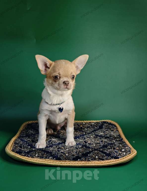 Собаки в Москве: Мини мальчик с лиловым носиком Мальчик, 40 000 руб. - фото 2