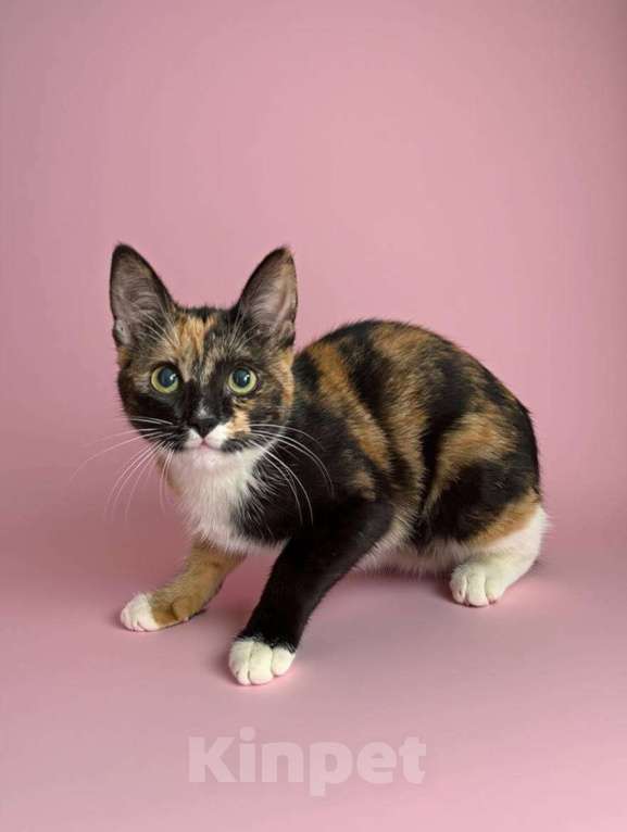 Кошки в Москве: котенок Милли ищет дом Девочка, Бесплатно - фото 3