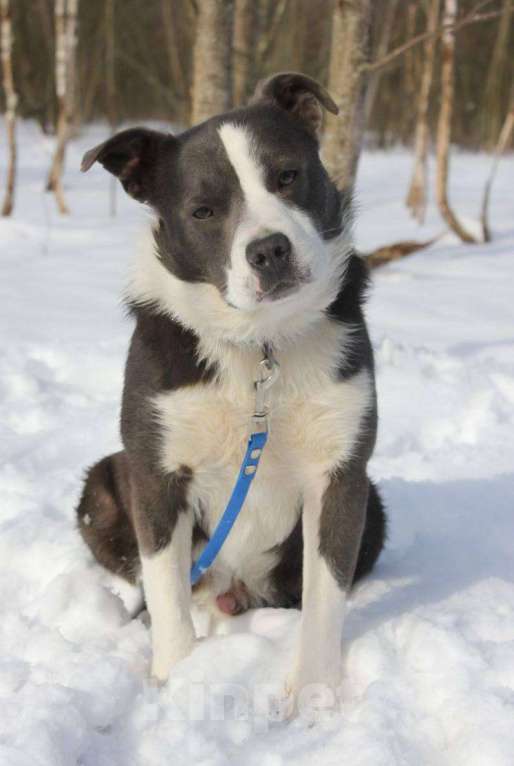 Собаки в Москве: Американский стаффордширский терьер Мальчик, Бесплатно - фото 5