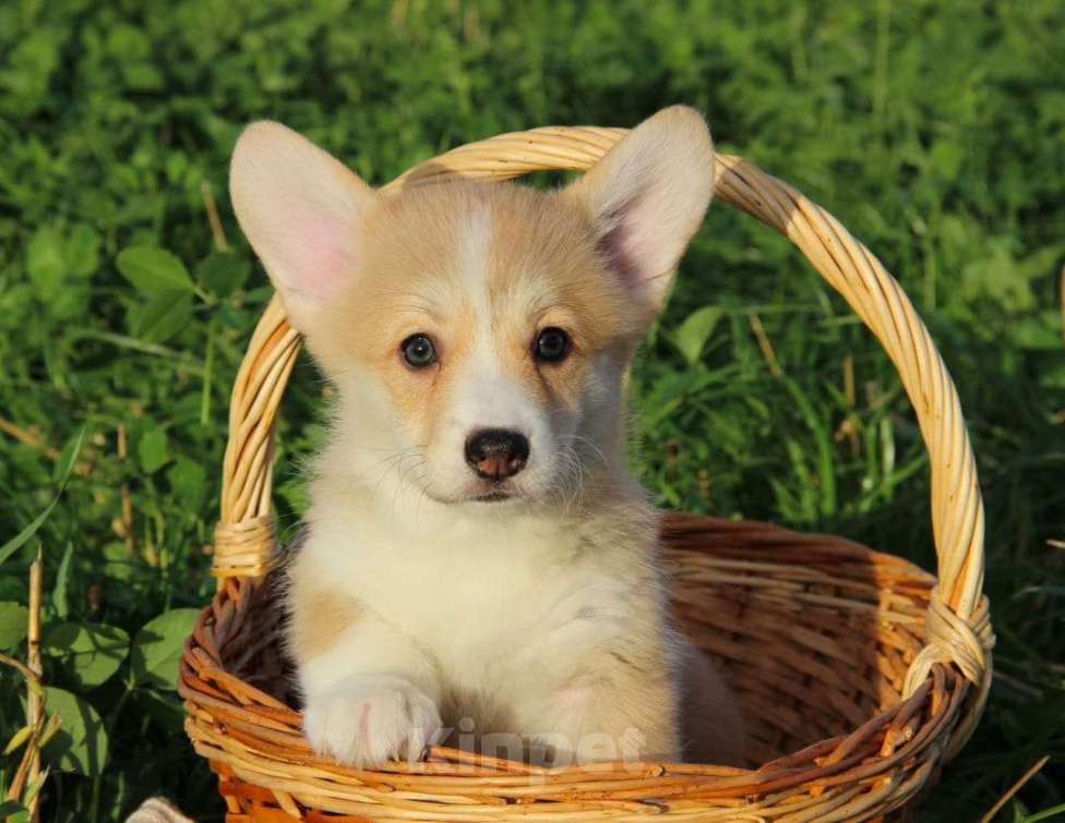 Собаки в Санкт-Петербурге: Красавица малышка ищет любящих мампап. Девочка, 45 000 руб. - фото 1