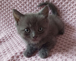 Кошки в Майкопе: отдаю котят в добрые руки Девочка, Бесплатно - фото 1