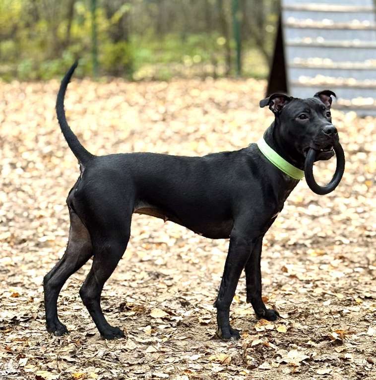 Собаки в Химках: Питбуль Джуна ищет дом Девочка, Бесплатно - фото 3
