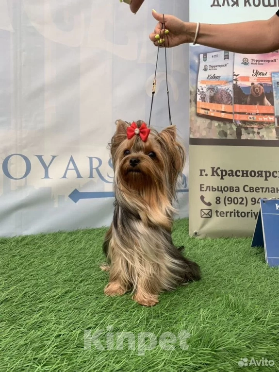 Собаки в Красноярске: Щенки йоркширского терьера Мальчик, 35 000 руб. - фото 4