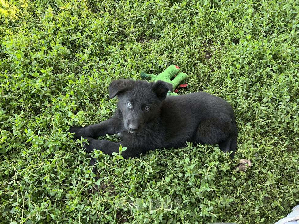 Собаки в Давлеканово: Немецкая овчарка черная девочка  Девочка, 11 000 руб. - фото 3