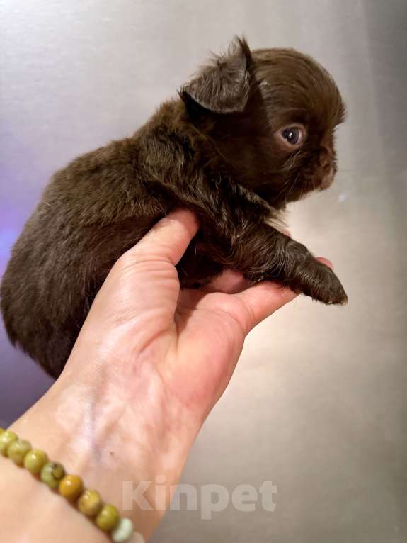 Собаки в Ростове-на-Дону: Мальчик чихуахуа Мальчик, 35 000 руб. - фото 5