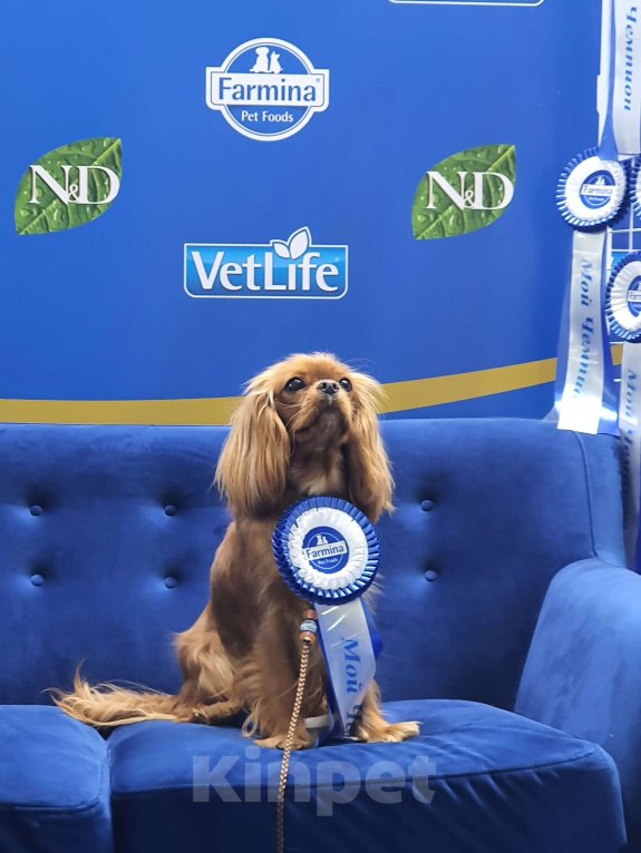 Собаки в других городах Московской области: Очаровательный щенок, ЭЛЛИС СОФИ САЛЮТ БЕЛОГОРЬЯ, девочка, цвет рубин, свободна для бронирования! Девочка, 80 000 руб. - фото 7