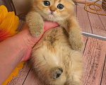Кошки в Москве: Шотландские котята Девочка, 35 000 руб. - фото 7