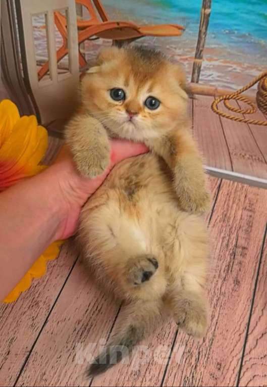 Кошки в Москве: Шотландские котята Девочка, 35 000 руб. - фото 7