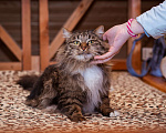 Кошки в Москве: Кот в добрые руки! Мальчик, Бесплатно - фото 4