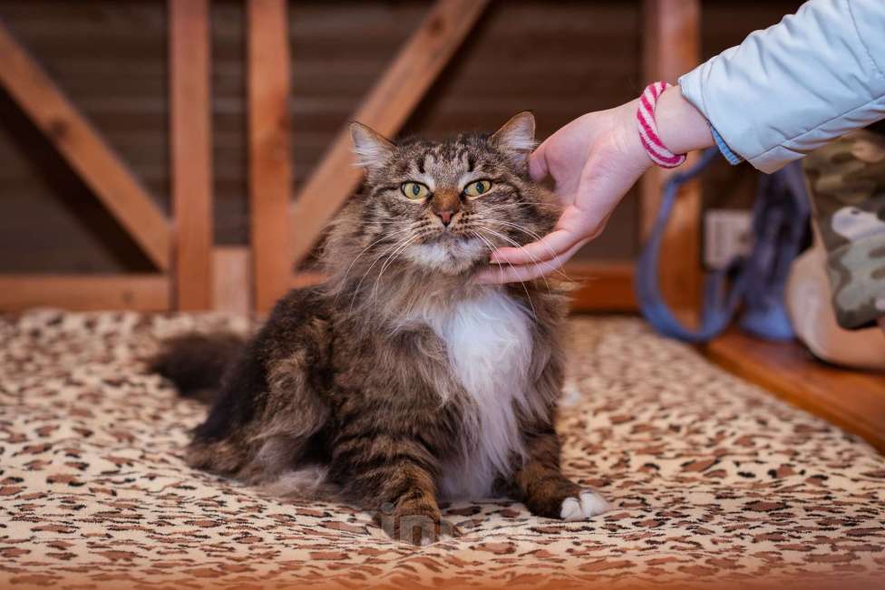 Кошки в Москве: Кот в добрые руки! Мальчик, Бесплатно - фото 4