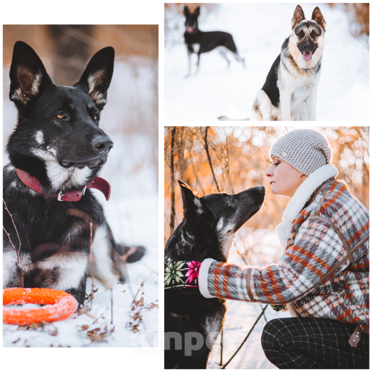 Собаки в Зее: Щенки восточноевропейской овчарки, овчарки, ВЕО Мальчик, Бесплатно - фото 3