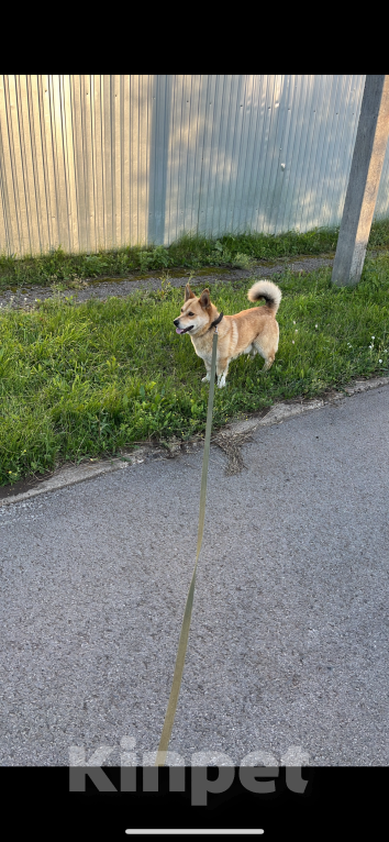 Собаки в Казани: потерялся мухтар! Мальчик, 888 888 руб. - фото 5