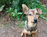 Собаки в Набережных Челнах: Пропала собака Мальчик, 5 000 руб. - фото 1