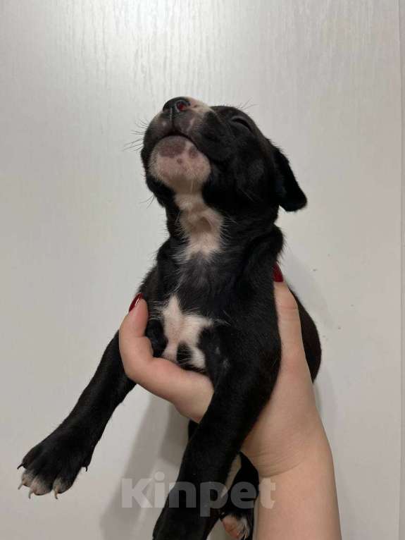 Собаки в Москве: Американские питбультерьеры Мальчик, 20 000 руб. - фото 3