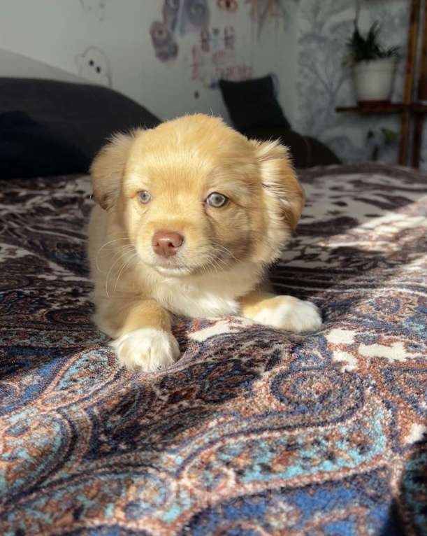 Собаки в Кемерово: Щенок чихуахуа  Мальчик, 15 000 руб. - фото 2