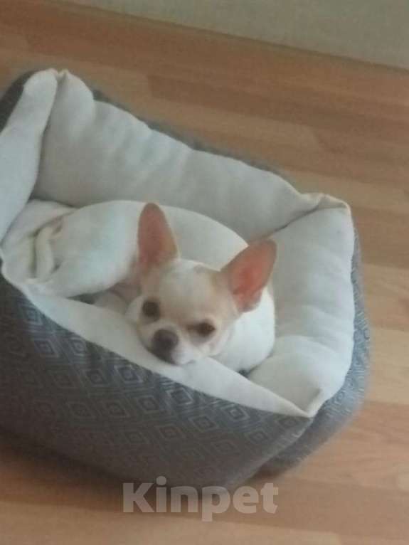 Собаки в Хабаровске: Мальчик чихуа Мальчик, Бесплатно - фото 2