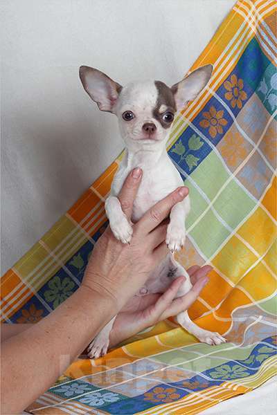 Собаки в Люберцах: Чихуахуа щенки Девочка, 150 000 руб. - фото 3