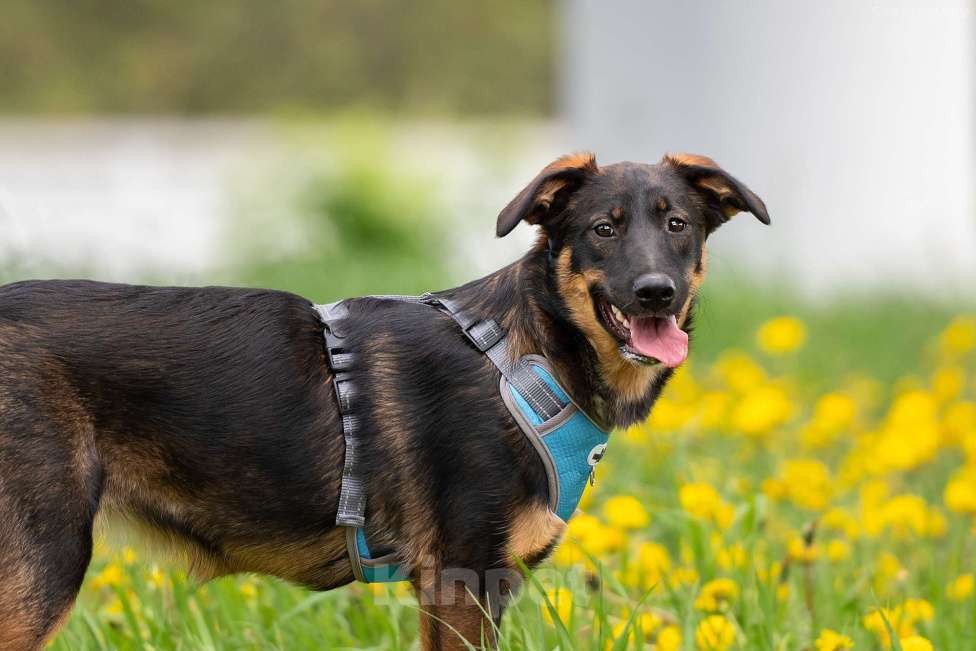 Собаки в Москве: Эльза - для горячих сердцем Девочка, Бесплатно - фото 5