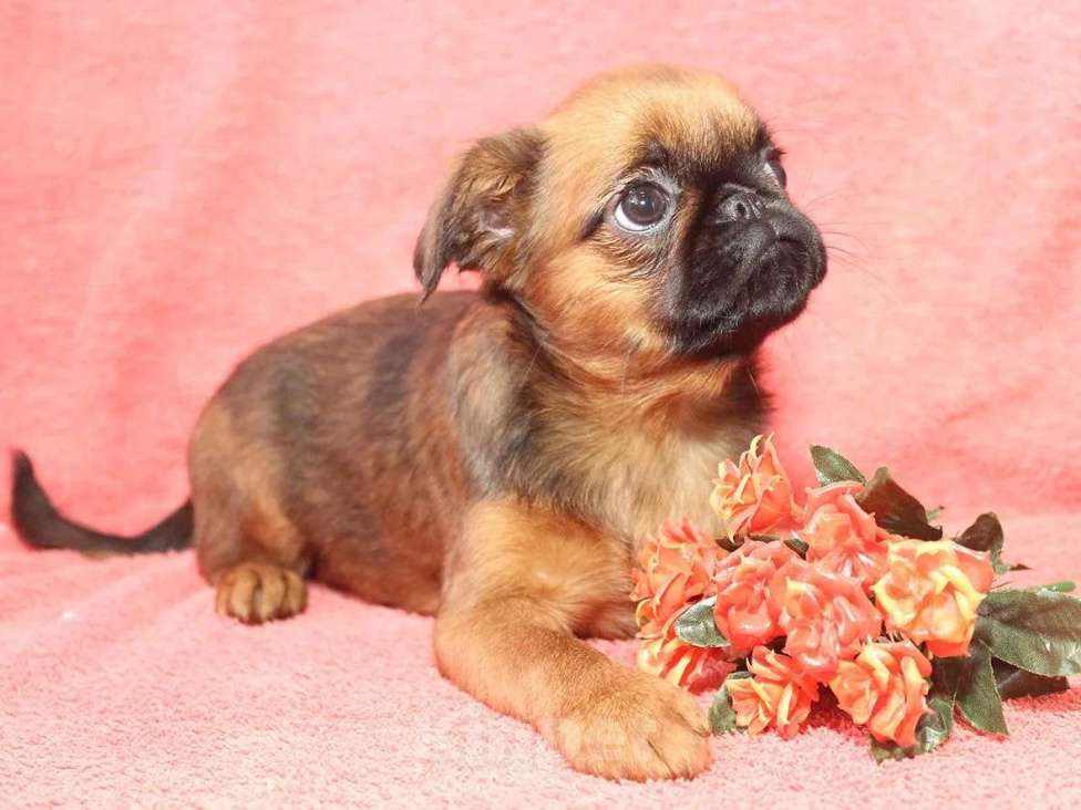 Собаки в Санкт-Петербурге: Маленькая прелесть Девочка, 80 000 руб. - фото 4