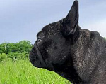 Собаки в Артеме: французский бульдог предлагаю для вязки Мальчик, Бесплатно - фото 1
