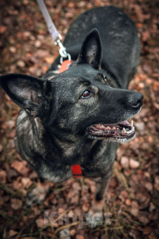Собаки в Москве: Селена Девочка, Бесплатно - фото 1