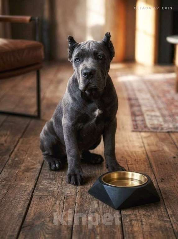 Собаки в Москве: Серая девочка кане корсо. Девочка, 100 000 руб. - фото 1