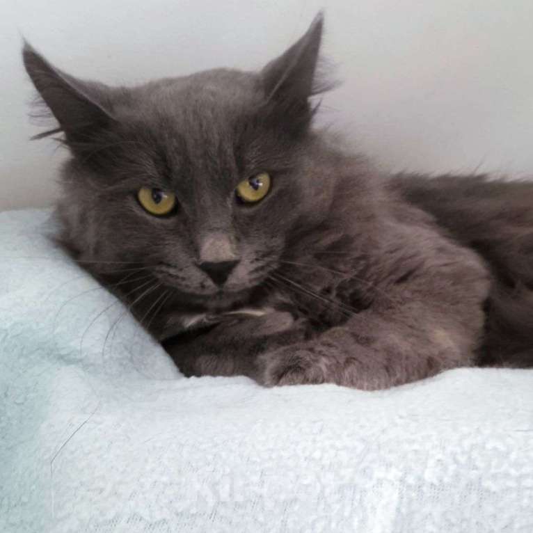 Кошки в Москве: Метис нибелунга ищет дом Мальчик, Бесплатно - фото 2