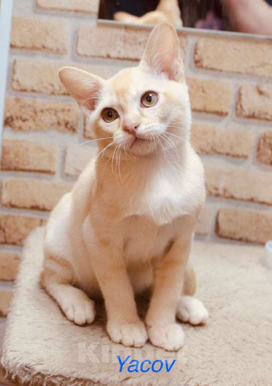 Кошки в Санкт-Петербурге: Два шикарных парня Мальчик, 20 000 руб. - фото 5