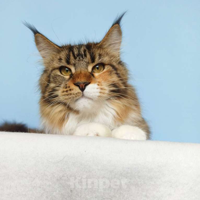 Кошки в Москве: Котята Мейн-Кун из питомника Девочка Девочка, 37 000 руб. - фото 4