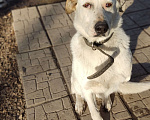 Собаки в Новосибирске: Анабель ждет семью Девочка, 1 руб. - фото 1
