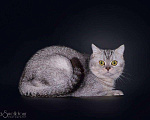 Кошки в Уфе: Клубный кот на вязку, 1 руб. - фото 3