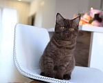 Кошки в Владивостоке: Британский котёнок шоколадного окраса  Девочка, 30 000 руб. - фото 5