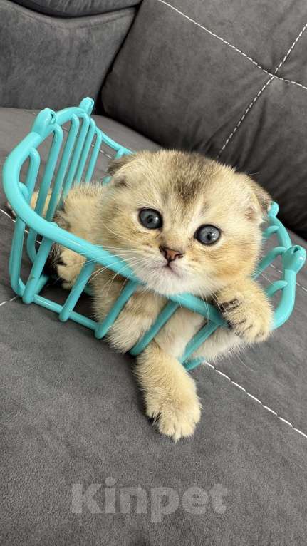 Кошки в Тамбове: британская шиншилла мальчик Мальчик, 15 000 руб. - фото 4