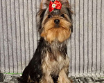 Собаки в Москве: Йорк мальчик Мальчик, 28 000 руб. - фото 4