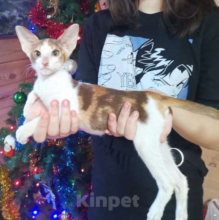 Кошки в Москве: ориентальная пантера и др. Девочка, 50 000 руб. - фото 4