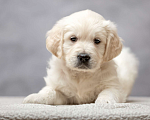 Собаки в Одинцово: Щенок золотистого ретривера Мальчик, 45 000 руб. - фото 4