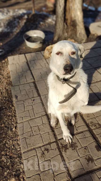 Собаки в Новосибирске: Анабель ждет семью Девочка, 1 руб. - фото 1