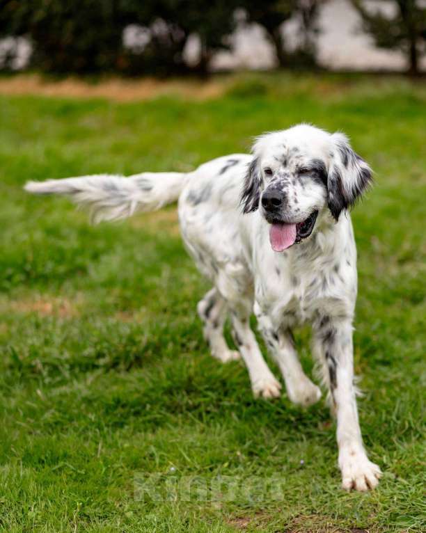 Собаки в Москве: Английский сеттер Каспер ищет дом. Мальчик, Бесплатно - фото 6