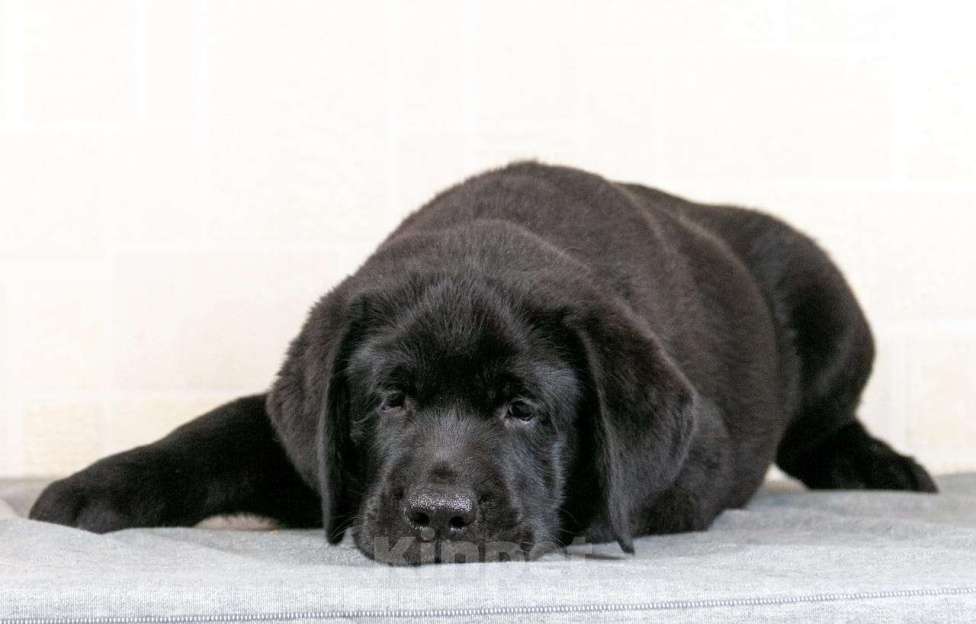 Собаки в Новокуйбышевске: Лабрадор-ретривер Мальчик, 50 000 руб. - фото 1
