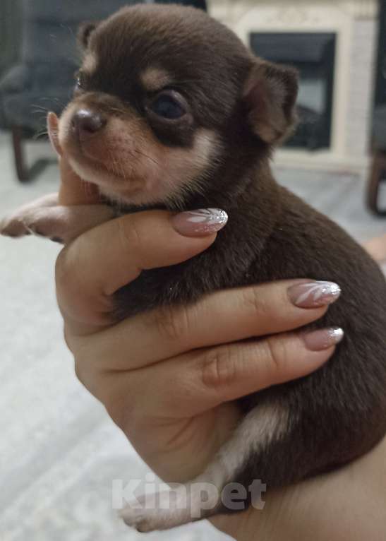 Собаки в Ростове-на-Дону: Мальчик мини чихуахуа Мальчик, 30 000 руб. - фото 3