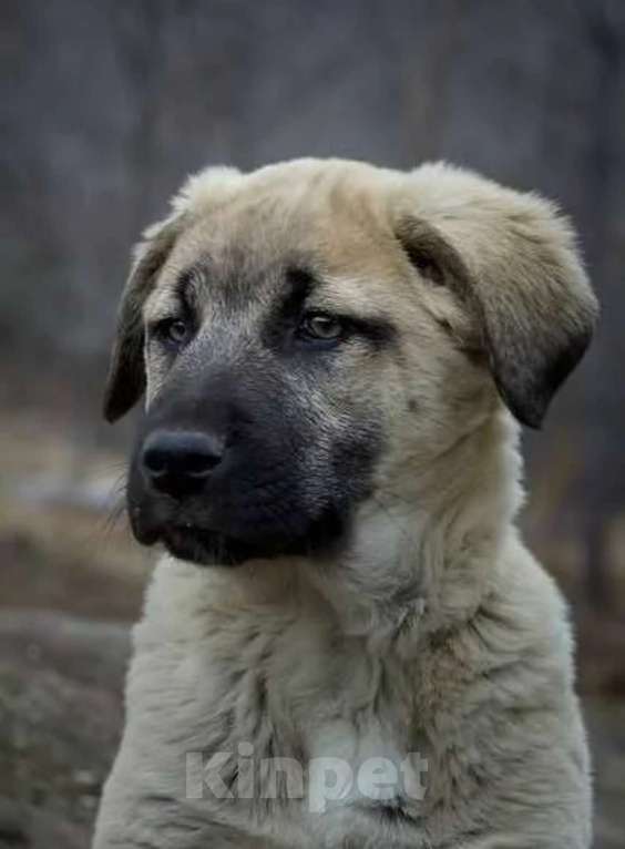 Собаки в Апрелевке: Босерон метис щенки Девочка, 5 000 руб. - фото 8