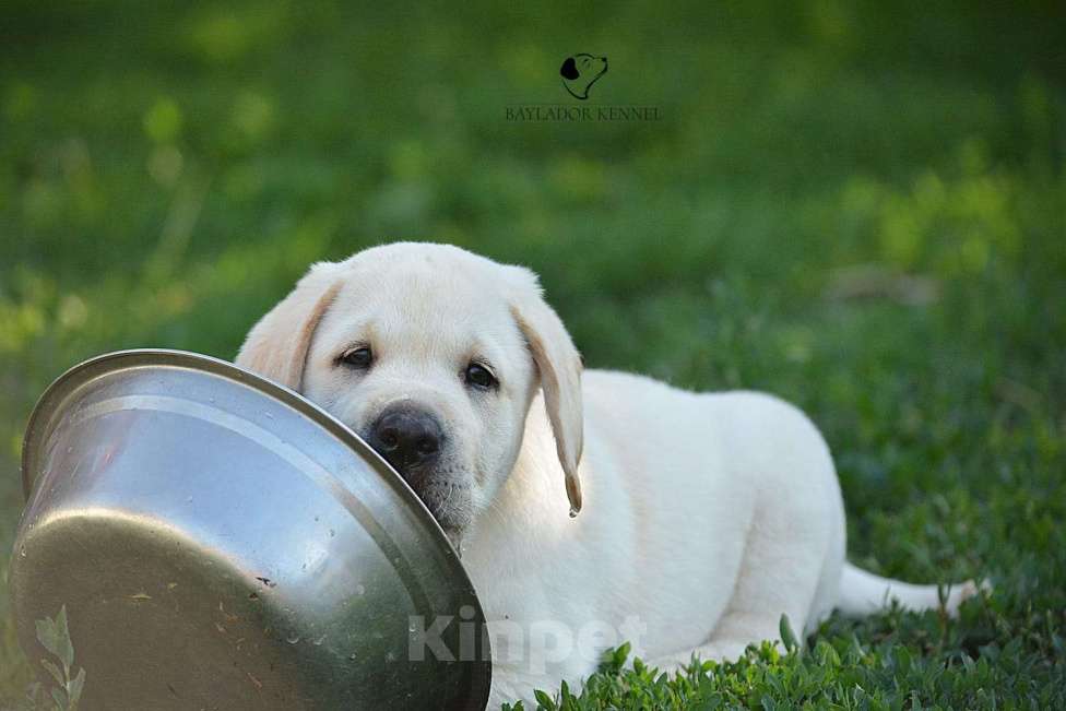 Собаки в Самаре: Свободны мальчики и девочки .От белоснежного до рыжего окраса . Мальчик, 60 000 руб. - фото 3