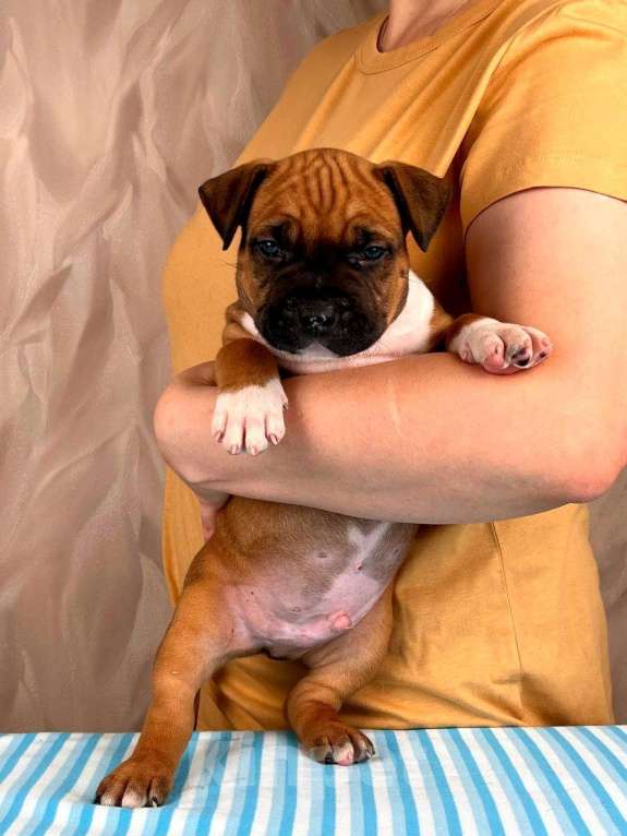 Собаки в Москве: Красивые мальчики амстаффа  Мальчик, 80 000 руб. - фото 10