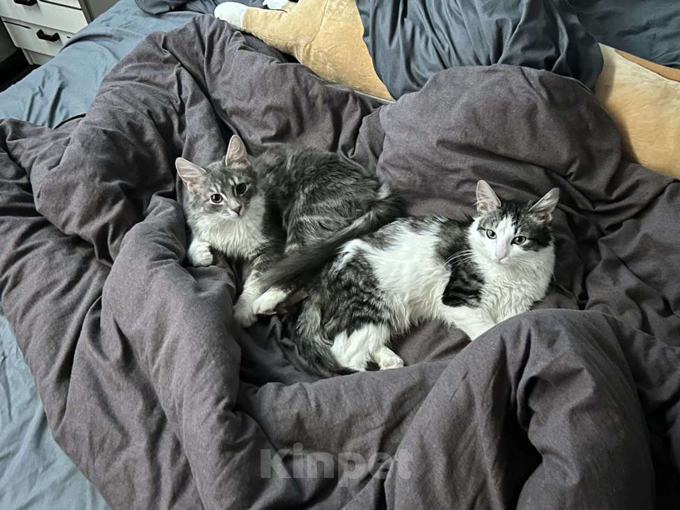 Кошки в Ростове-на-Дону: отдам даром двух кошек Девочка, Бесплатно - фото 5